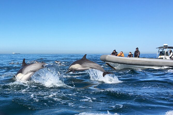 3-Hour Guided Whale and Dolphin Watching Experience in San Diego - Why the six-seat boat changes the trip