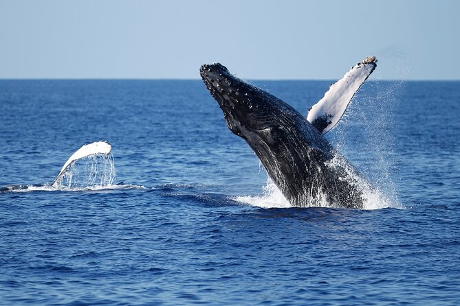 3-Hour Guided Whale and Dolphin Watching Experience in San Diego - The first minutes on the water