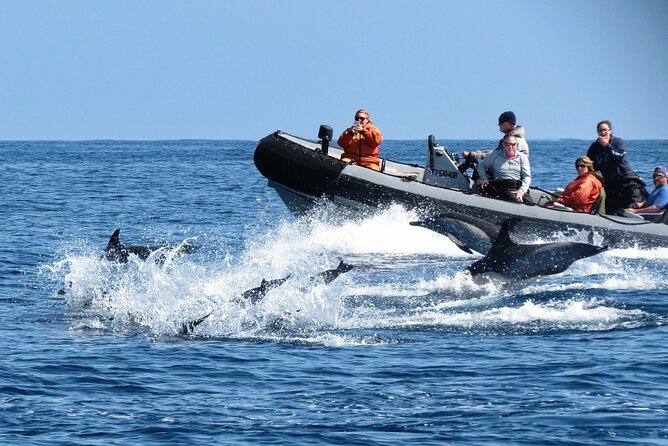 3-Hour Guided Whale and Dolphin Watching Experience in San Diego - Searching for gray whales and other large wildlife