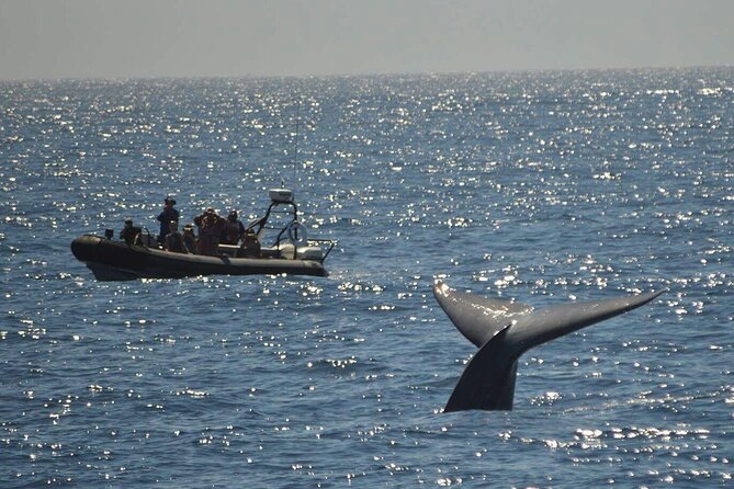 3-Hour Guided Whale and Dolphin Watching Experience in San Diego - Dolphins can become the main event
