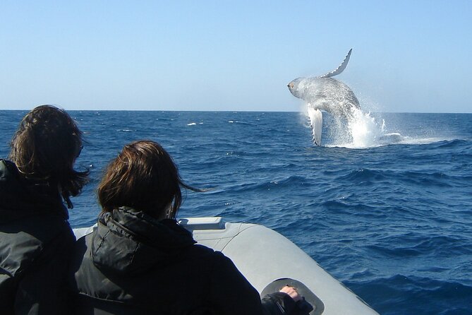 3-Hour Guided Whale and Dolphin Watching Experience in San Diego - What the ride feels like