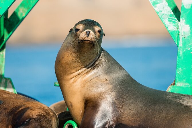 3-Hour Guided Whale and Dolphin Watching Experience in San Diego - How the three hours are used