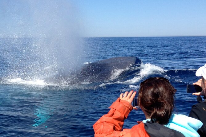 3-Hour Guided Whale and Dolphin Watching Experience in San Diego - Who should book this San Diego wildlife trip