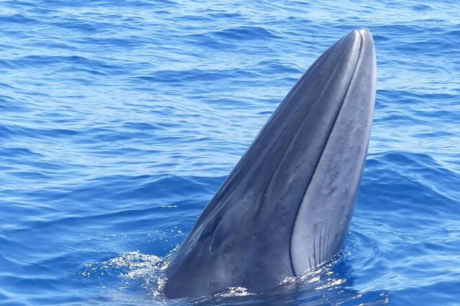 3-Hour Private Tour with Whale and Dolphin Watching - The 600-meter walls of Los Gigantes