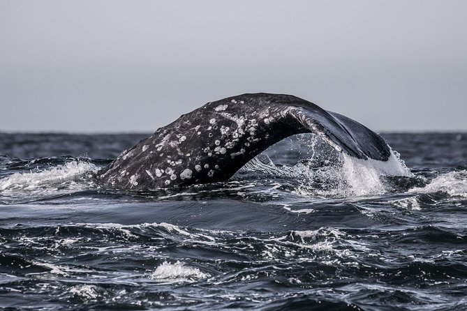 3-Hour Whale Watching Tour from Monterey - Setting Out From Old Fisherman’s Wharf