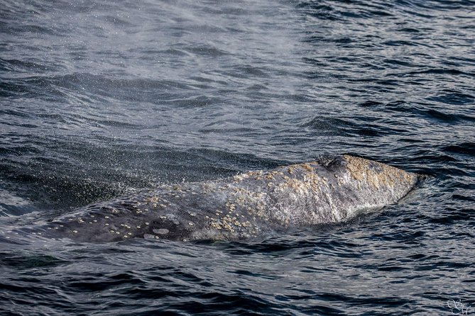 3-Hour Whale Watching Tour from Monterey - Naturalists Who Add Meaning To The Ride