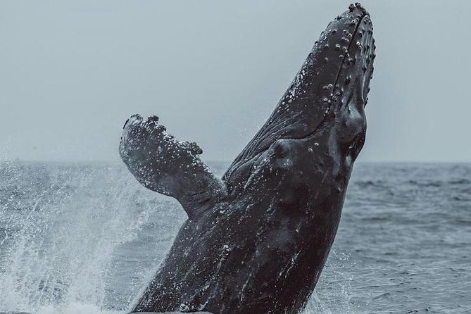 3-Hour Whale Watching Tour from Monterey - The Boat Ride And Motion Sickness