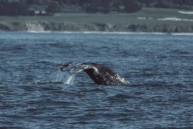 3-Hour Whale Watching Tour from Monterey - Who Will Enjoy This Most
