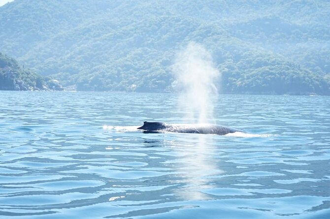 3 Hours of Whale Watching in Puerto Vallarta - A small boat and a big bay