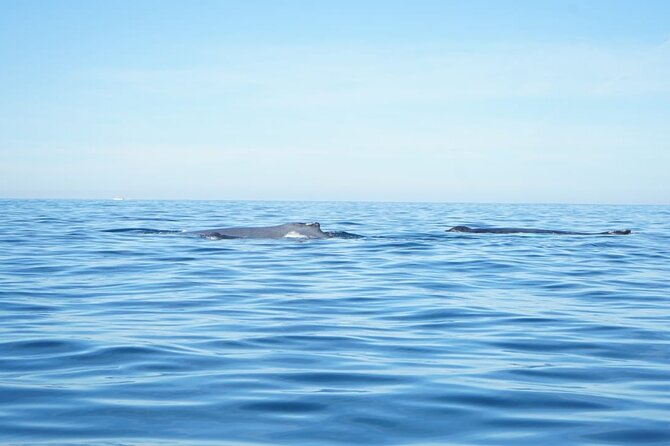 3 Hours of Whale Watching in Puerto Vallarta - Why Banderas Bay is the main attraction