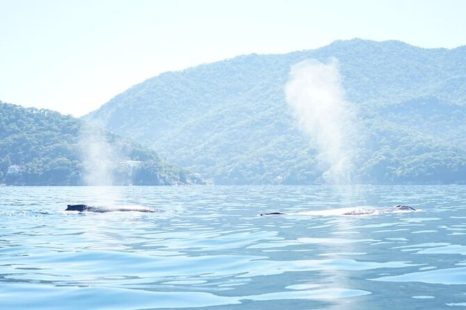 3 Hours of Whale Watching in Puerto Vallarta - Practical advice before you go