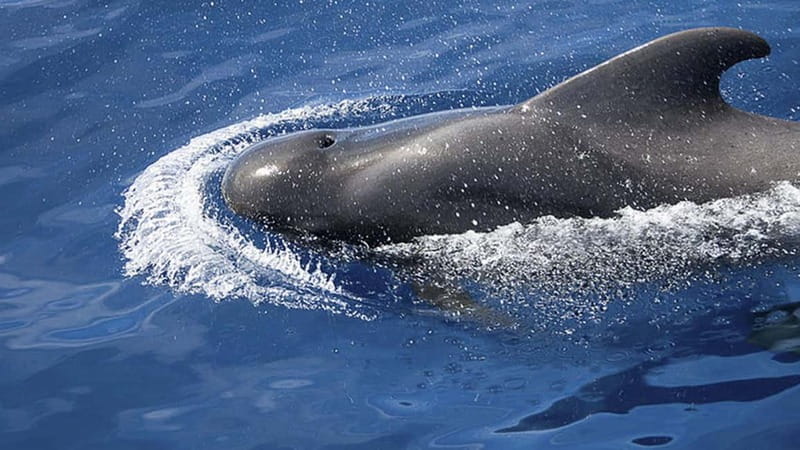 3h Whale Watching Private tour Beneteau Oceanis 440 - The 50-minute coastal cruise