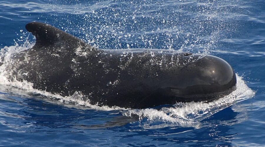 3h Whale watching Share Tour Costa Adeje Lina7 Mizendoha - My practical tips for a smoother trip