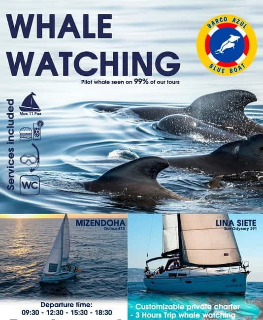 3h Whale watching Share Tour Costa Adeje Lina7 Mizendoha - A small yacht with a good chance of whales