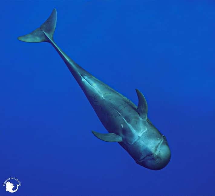 3h Whale watching Share Tour Costa Adeje Lina7 Mizendoha - The swimming stop adds real value