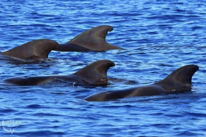 3h Whale watching Share Tour Costa Adeje Lina7 Mizendoha - Comfort aboard Lina7 or Mizendoha