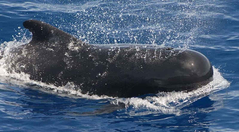 3h Whale watching Share Tour Costa Adeje Lina7 Mizendoha - It is a sailing yacht, but sailing may not happen