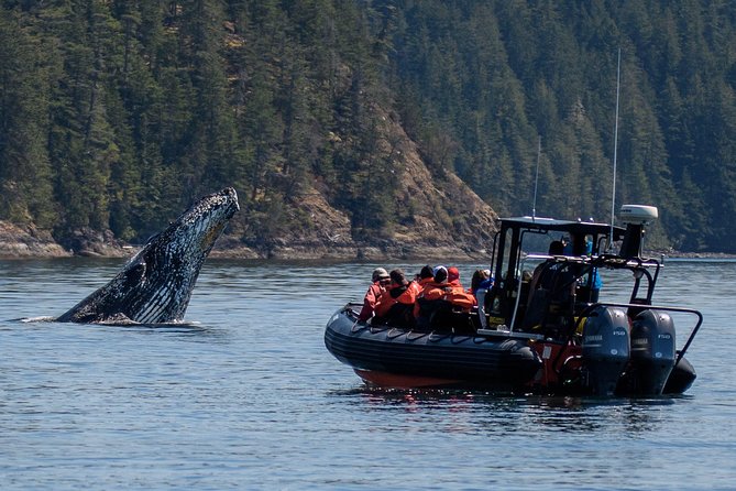 4 Hour Morning Whale Watching Tour - Campbell River, not Victoria, is the key planning detail