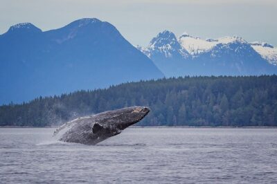 4 Hour Morning Whale Watching Tour