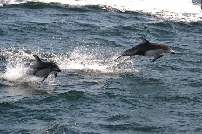 4 Hour Morning Whale Watching Tour - Why the morning departure can work well