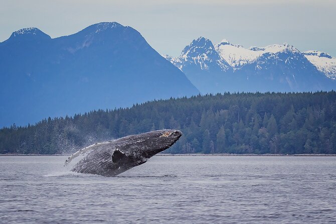 4 Hour Morning Whale Watching Tour - A small group changes the feel of the trip