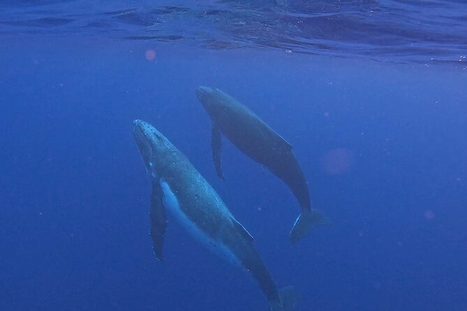 4 Hour Private Humpback Whales Encounter in Moorea - Why Moorea is a special place for whale encounters