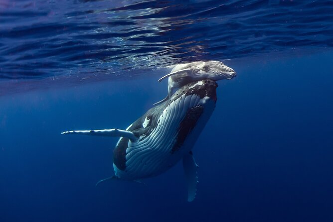 4 Hour Private Humpback Whales Encounter in Moorea - The swim is optional, but the fitness requirement is real