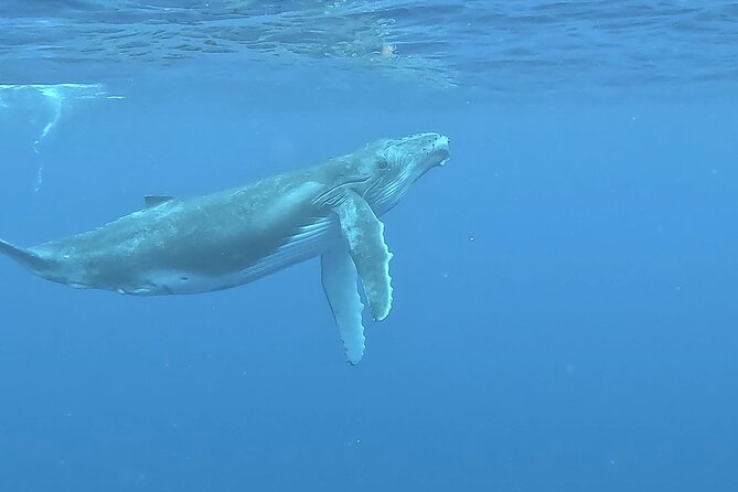4 Hour Private Humpback Whales Encounter in Moorea - What the crew adds beyond whale watching