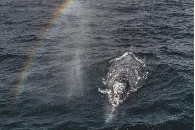 4 Hour Whale Watching Tour From Monterey - Leaving Monterey Fisherman’s Wharf at 9 a.m.