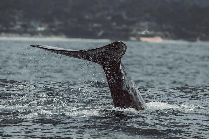 4 Hour Whale Watching Tour From Monterey - How the whale search works