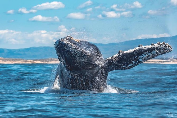 4 Hour Whale Watching Tour From Monterey - The boat ride and seasickness question