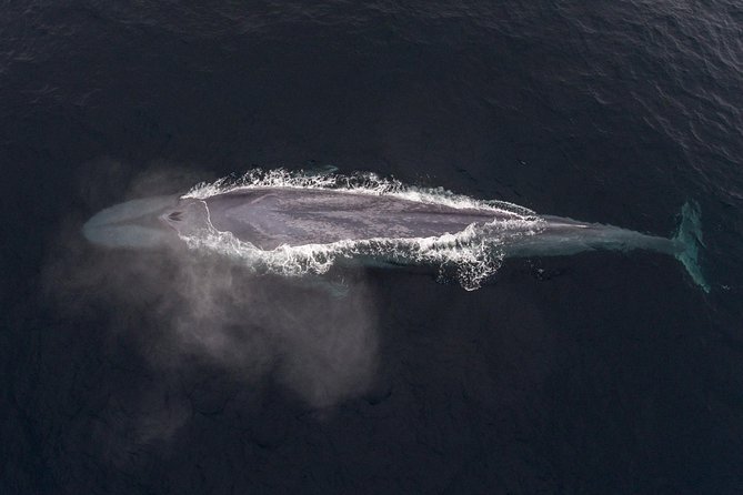 4 Hour Whale Watching Tour From Monterey - Is $85 a fair price?