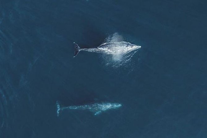 4 Hour Whale Watching Tour From Monterey - Who will enjoy this morning most?