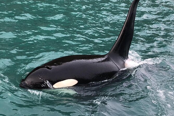 8hr Kenai Fjords Whale Watching Tour w/ 1hr Fishing 16 Passengers - Why the whale watching portion takes most of the day