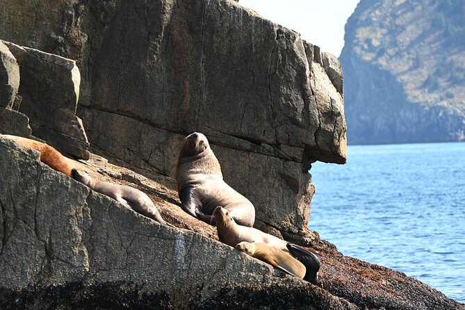 8hr Kenai Fjords Whale Watching Tour w/ 1hr Fishing 16 Passengers - A small crew can shape the whole day