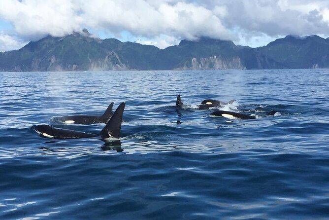 8hr Kenai Fjords Whale Watching Tour w/ 1hr Fishing 16 Passengers - Coffee is included, but pack the rest of your day
