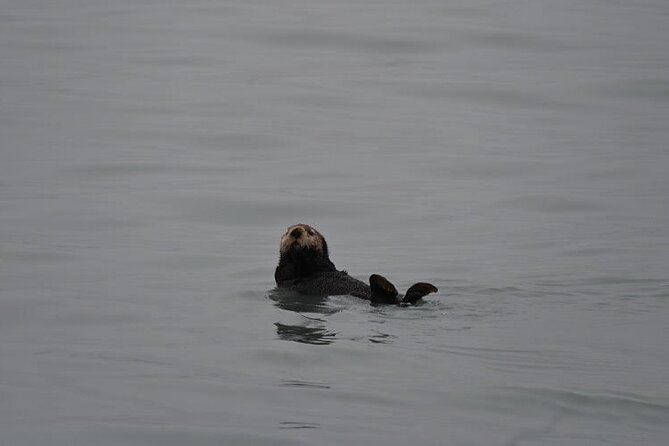 8hr Kenai Fjords Whale Watching Tour w/ 1hr Fishing 16 Passengers - Who should book this Seward outing?