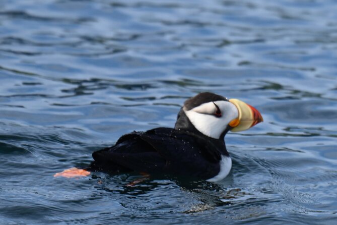 8hr Kenai Fjords Whale Watching Tour w/ 1hr Fishing 16 Passengers - Weather and cancellation rules deserve attention