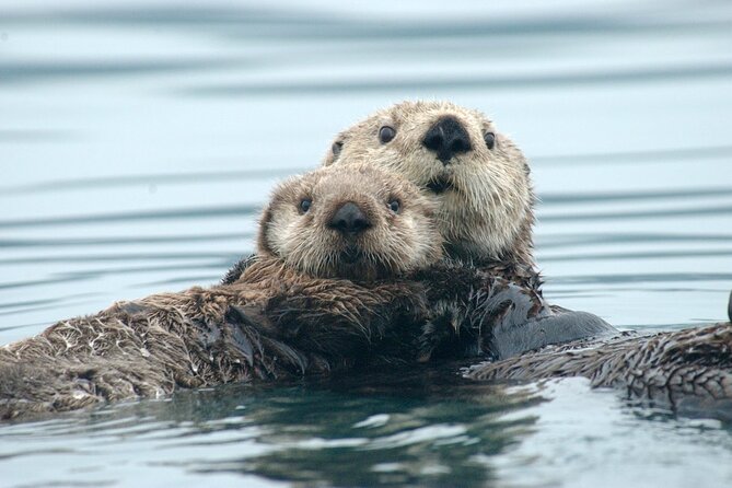 A Comfortable Sitka Whale Watching Wildlife Shore Excursion - Key points to know before you book