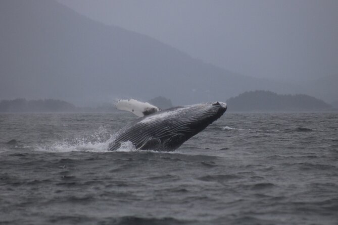 A Comfortable Sitka Whale Watching Wildlife Shore Excursion - What the six-person limit means for your day
