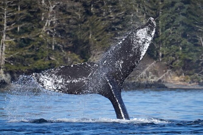 A Comfortable Sitka Whale Watching Wildlife Shore Excursion - Weather, cancellations, and realistic expectations