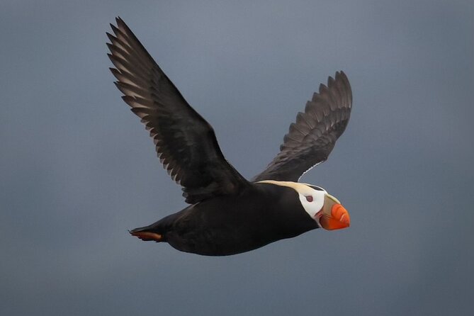 A Comfortable Sitka Whale Watching Wildlife Shore Excursion - Who will enjoy this most