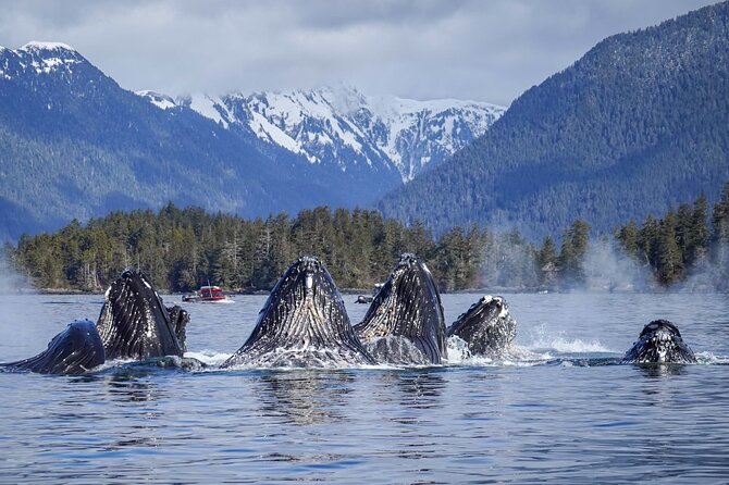 A Comfortable Sitka Whale Watching Wildlife Shore Excursion - The wildlife you may see along the route