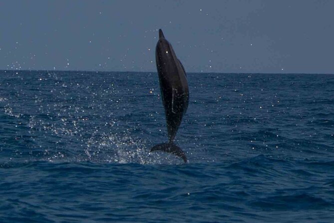 AAA Noosa National Park Tour and Dolphin Safari Whalesongsnoosa - What the 9:30 am departure means for your day