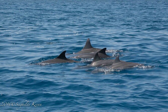 AAA Noosa National Park Tour and Dolphin Safari Whalesongsnoosa - Comfort, access, and group size