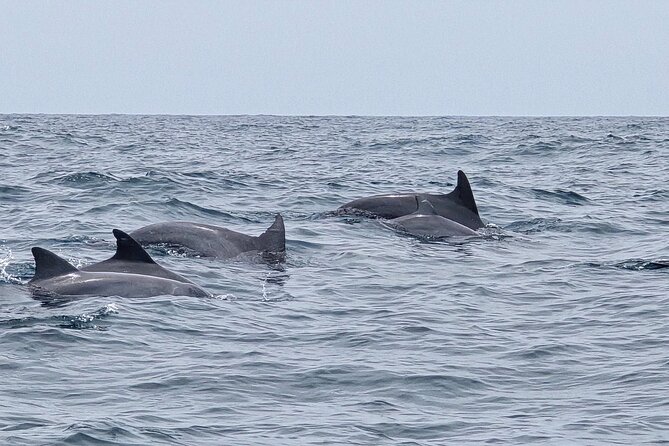 AAA Noosa National Park Tour and Dolphin Safari Whalesongsnoosa - Weather, cancellation, and the fine print