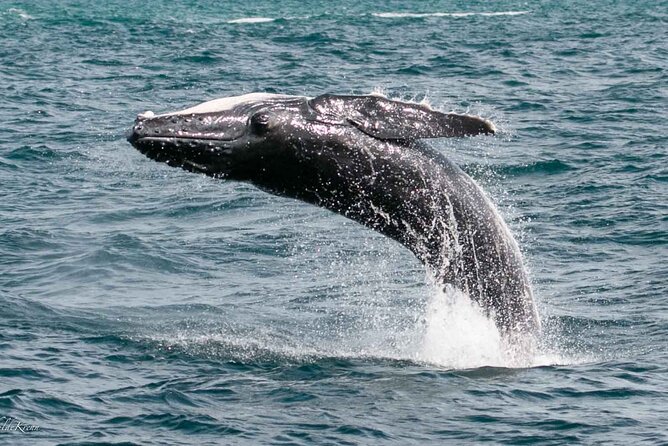 AAA NOOSA Whale watching experience in Noosa Whalesongsnoosa - Whalesongs Noosa at a glance