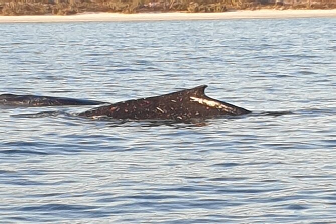 AAA NOOSA Whale watching experience in Noosa Whalesongsnoosa - Sunshine Beach and the turn back