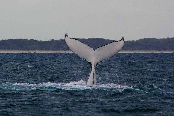 AAA NOOSA Whale watching experience in Noosa Whalesongsnoosa - The crew: Albie, Peppie, and a research-based approach