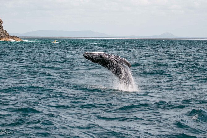 AAA NOOSA Whale watching experience in Noosa Whalesongsnoosa - What the small boat means for your day